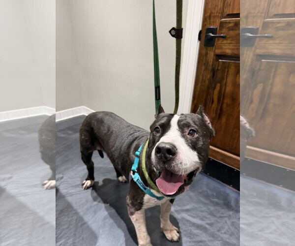 Medium Photo #1 American Staffordshire Terrier-Unknown Mix Puppy For Sale in Jackson, MS, USA