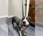 Small American Staffordshire Terrier Mix