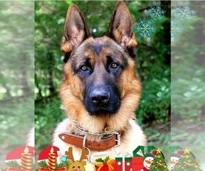 German Shepherd Dog Puppy for sale in ELKHEAD, MO, USA