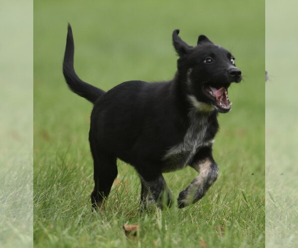 Medium Photo #4 Mutt Puppy For Sale in Mechanicsburg, PA, USA