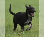 Small #3 Mutt
