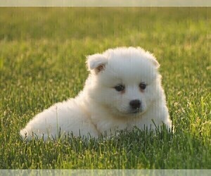 Samoyed Puppy for sale in FREDERICKSBURG, OH, USA