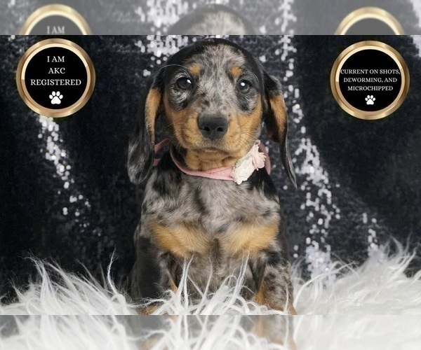 Medium Photo #9 Dachshund Puppy For Sale in WARSAW, IN, USA