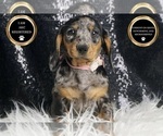 Small #7 Dachshund