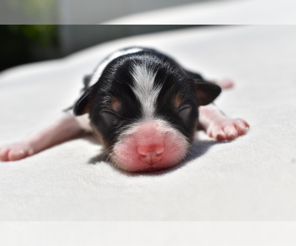 Medium Photo #2 Miniature Australian Shepherd Puppy For Sale in PALM COAST, FL, USA
