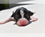 Small #1 Miniature Australian Shepherd