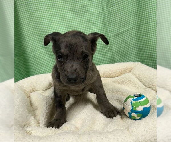 Medium Photo #1 Catahoula Leopard Dog-Unknown Mix Puppy For Sale in Rockaway, NJ, USA