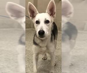 German Shepherd Dog-Siberian Husky Mix Dogs for adoption in Conroe, TX, USA