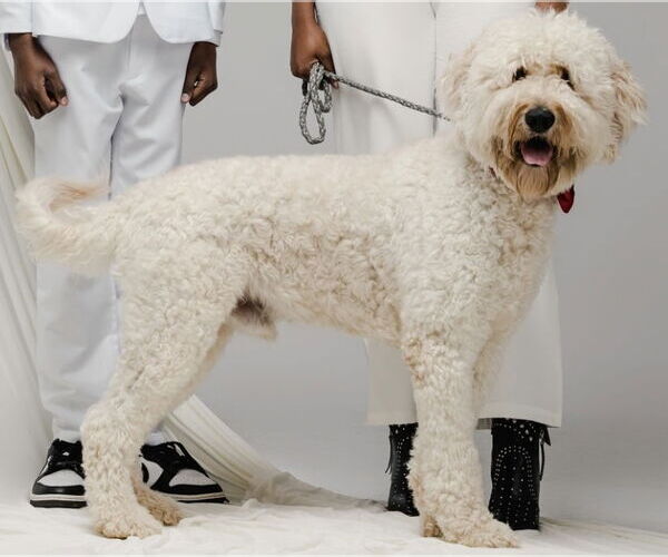 Medium Photo #3 Goldendoodle Puppy For Sale in McDonough, GA, USA