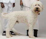 Small #2 Goldendoodle