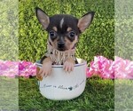 Small #24 Chihuahua