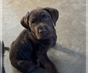 Chocolate Labrador retriever-Retriever  Mix Puppy for sale in CANNON FALLS, MN, USA