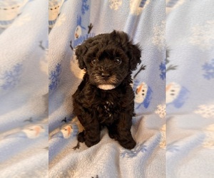 Poodle (Toy) Puppy for sale in Lexington, NC, USA