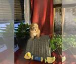 Puppy Uno Poovanese