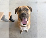 Small Photo #3 Boxer-Saint Bernard Mix Puppy For Sale in South Lake Tahoe, CA, USA