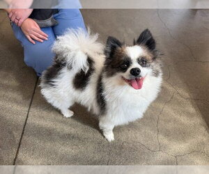 Chiranian Dogs for adoption in Berkeley , CA, USA