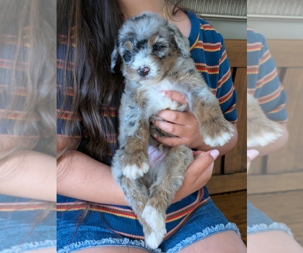 Medium Photo #2 Bernedoodle (Miniature) Puppy For Sale in DAVIS, CA, USA