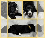 Puppy Tippy Goldendoodle