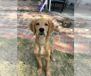 Golden Retriever-Unknown Mix Dogs for adoption in San Diego, CA, USA