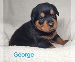 Puppy George Rottweiler