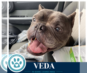 Veda 091926 - Female Bulldog-Unknown Mix Dog for Adoption - Photo #2