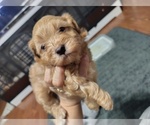 Small Photo #10 Maltipoo (Toy) Puppy For Sale in SAN ANTONIO, TX, USA
