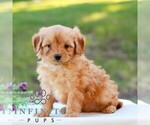Ethan - Male Goldendoodle (Miniature) Puppy for Sale - Photo #3