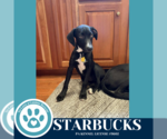 Small #1 Labrador Retriever Mix