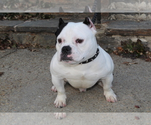 Father of the American Bully puppies born on 05/06/2022