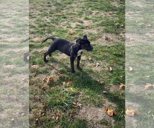 Mountain Cur-Unknown Mix Dogs for adoption in Rockaway, NJ, USA