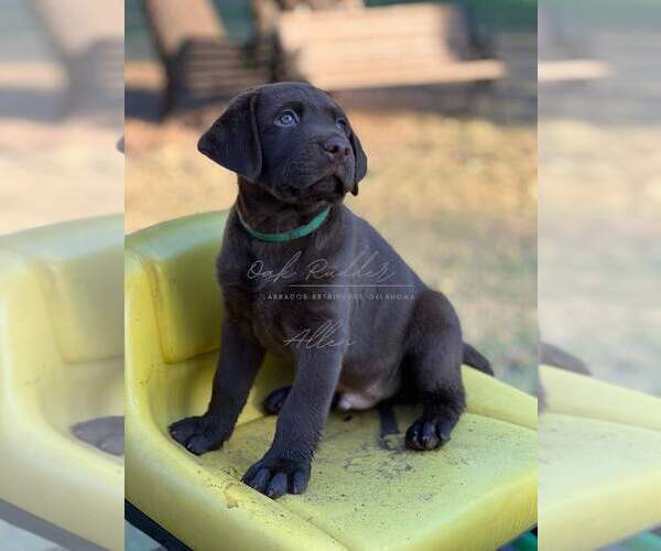 Medium Photo #1 Labrador Retriever Puppy For Sale in OKLAHOMA CITY, OK, USA