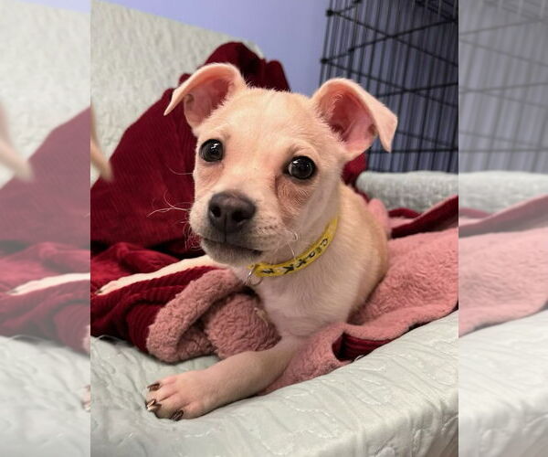 Medium Photo #1 Mutt Puppy For Sale in Cliffwood, NJ, USA