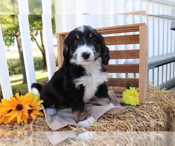 Medium Photo #3 Miniature Bernedoodle Puppy For Sale in SHILOH, OH, USA