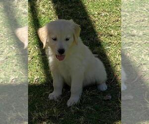 Golden Retriever Puppy for sale in CHATSWORTH, CA, USA