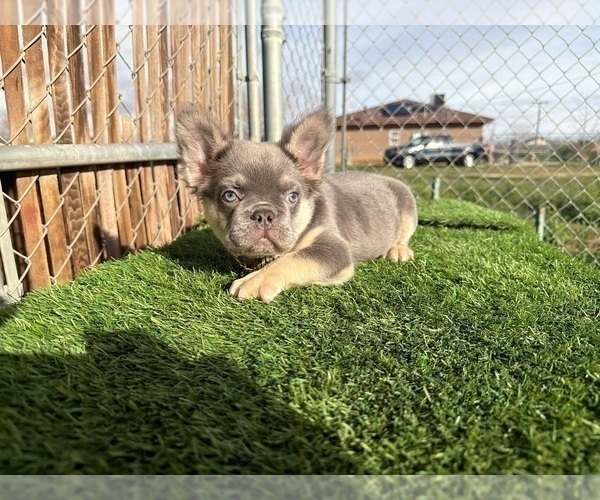 Medium Photo #3 French Bulldog Puppy For Sale in MONTE SERENO, CA, USA