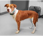 Small #2 Mutt