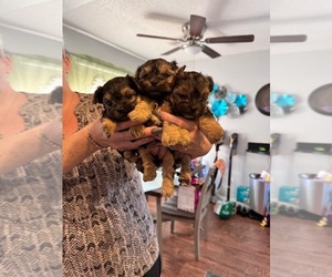 YorkiePoo Puppy for sale in FORT WORTH, TX, USA