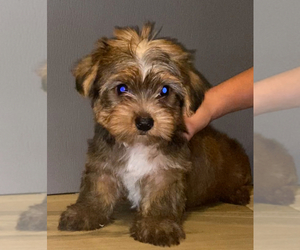 Yorkshire Terrier Puppy for sale in KISSIMMEE, FL, USA