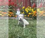 Small #3 Staffordshire Bull Terrier Mix