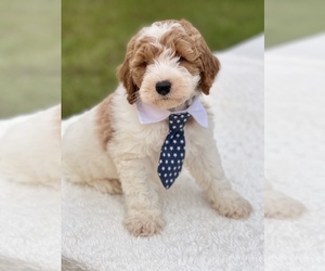 Goldendoodle Puppy for sale in FROSTPROOF, FL, USA