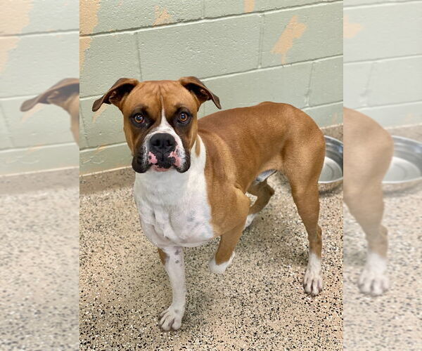 Medium Photo #2 Boxer Puppy For Sale in Austin, TX, USA