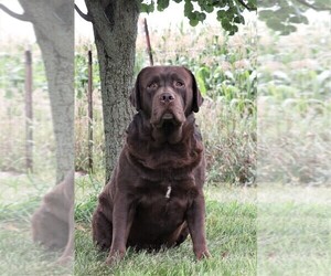 Father of the Labrador Retriever puppies born on 07/01/2024