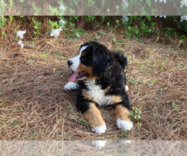 Medium Photo #7 Bernese Mountain Dog Puppy For Sale in MIDDLESEX, NC, USA