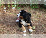 Small #6 Bernese Mountain Dog