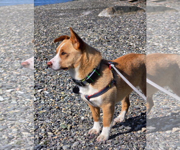 Medium Photo #2 Mutt Puppy For Sale in Bellevue, WA, USA