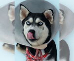 Small Siberian Husky