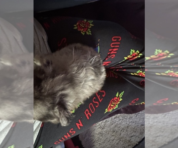 Medium Photo #6 Pomeranian Puppy For Sale in MOUNTAIN VIEW, MO, USA