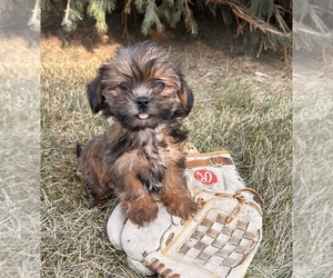 Shorkie Tzu Puppy for sale in MIDDLEBURY, IN, USA