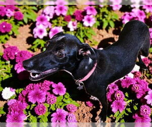 Fiona - Female Italian Greyhound-Unknown Mix Dog for Adoption - Photo #8