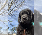 Small Photo #4 Goldendoodle-Newfoundland Mix Puppy For Sale in BUFORD, GA, USA